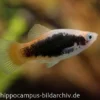 Platy Tuxedo neon, Xiphophorus maculatus