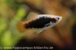 Platy Tuxedo neon, Xiphophorus maculatus