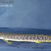 Pollis Flösselhecht, Polypterus polli, 15-18 cm (palmas)