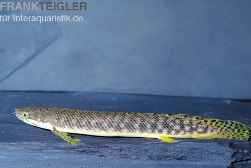Pollis Flösselhecht, Polypterus polli, 15-18 cm (palmas)