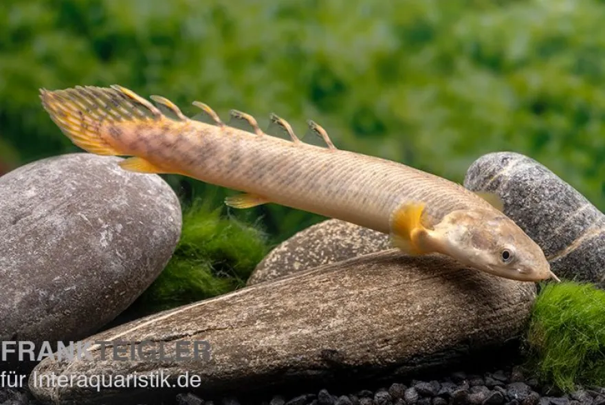 Pollis Flösselhecht, Polypterus polli, 15-18 cm (palmas)