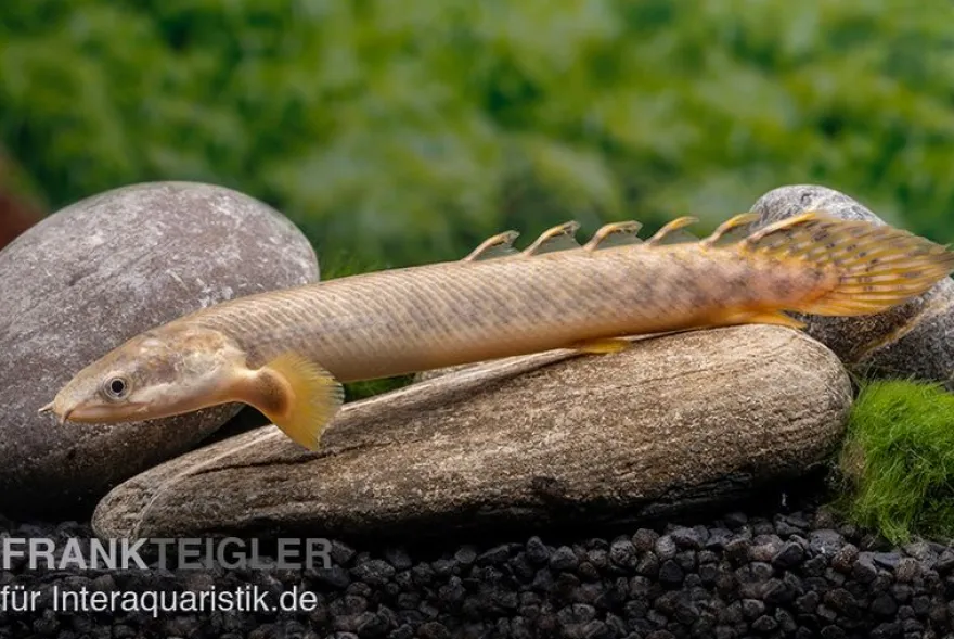 Pollis Flösselhecht, Polypterus polli, 15-18 cm (palmas)