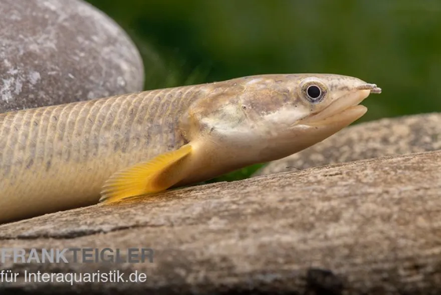 Pollis Flösselhecht, Polypterus polli, 15-18 cm (palmas)