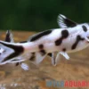 Pollys Zwerg-Fiederbartelwels, Synodontis polli "White" DNZ