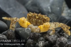 Pompomkrabbe, Ptychognathus barbatus, Zufällig ausgewählt