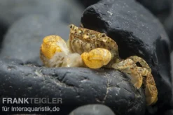 Pompomkrabbe, Ptychognathus barbatus, Zufällig ausgewählt