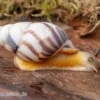 Porzellan-Baumschnecke, Amphidromus articallosus