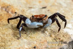 Porzellan-Landkrabbe, Lepidothelphusa sp., Zufällig ausgewählt