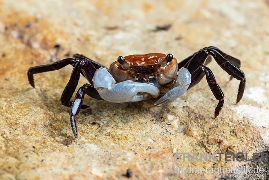 Porzellan-Landkrabbe, Lepidothelphusa sp., Zufällig ausgewählt