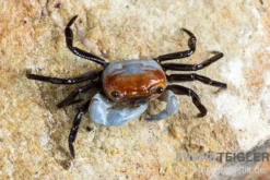 Porzellan-Landkrabbe, Lepidothelphusa sp., Zufällig ausgewählt