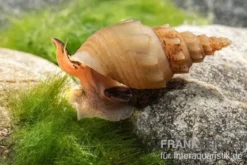 Porzellan Turmdeckelschnecke, Thiara winteri (Prambanan White)