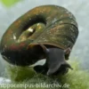 Posthornschnecke, Planorbarius corneus (Kaltwasser & Warmwasser)