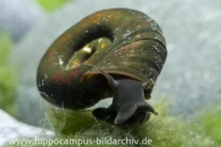 Posthornschnecke, Planorbarius corneus (Kaltwasser & Warmwasser)