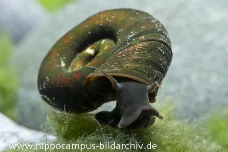 Posthornschnecke, Planorbarius corneus (Kaltwasser & Warmwasser)