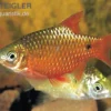 Prachtbarbe rot, Puntius conchonius (Pethia conchonius) S