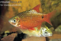 Prachtbarbe rot, Puntius conchonius (Pethia conchonius) S