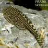 Pracht-Flossensauger, Sewellia lineolata