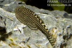 Pracht-Flossensauger, Sewellia lineolata