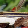 Prachtkopfsteher, Anostomus anostomus
