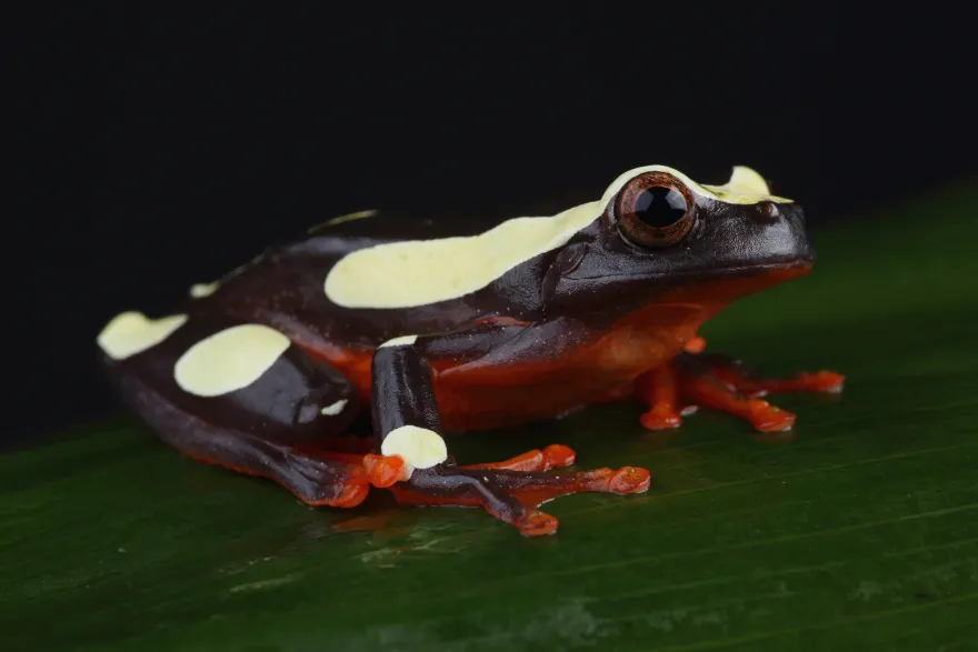 Prachtlaubfrosch, Dendropsophus leucophyllatus