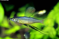 Prachtregenbogenfisch, Iriatherina werneri