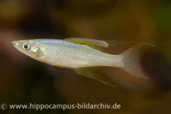 Prachtregenbogenfisch, Iriatherina werneri