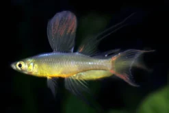 Prachtregenbogenfisch, Iriatherina werneri