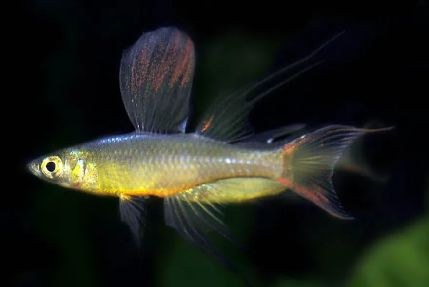 Prachtregenbogenfisch, Iriatherina werneri