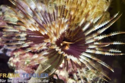 Pracht-Röhrenwurm, Sabellastarte magnifica