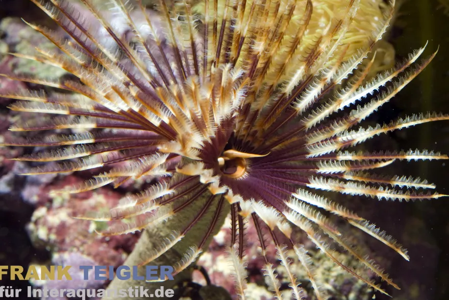 Pracht-Röhrenwurm, Sabellastarte magnifica