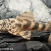 Pracht-Zwergschilderwels, L387, Ancistomus sp.