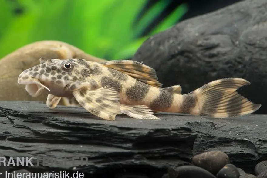 Pracht-Zwergschilderwels, L387, Ancistomus sp.
