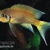 Prinzessin von Sambia, Neolamprologus daffodil, DNZ
