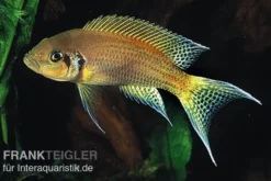 Prinzessin von Sambia, Neolamprologus daffodil, DNZ