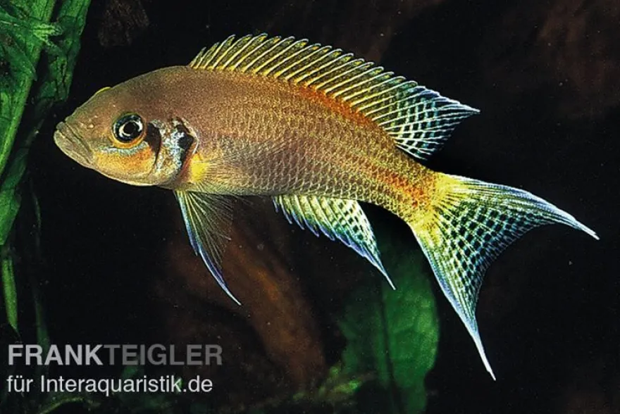 Prinzessin von Sambia, Neolamprologus daffodil, DNZ