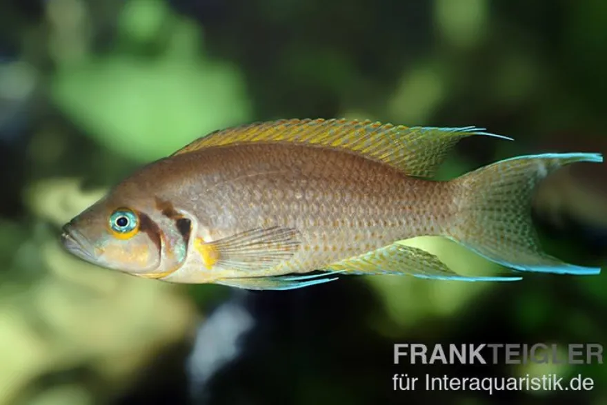 Prinzessin von Sambia, Neolamprologus daffodil, DNZ