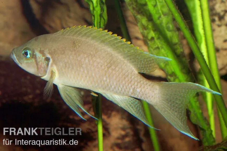 Prinzessin von Sambia, Neolamprologus daffodil, DNZ