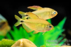 Procyon-Salmler, Hyphessobrycon procyon