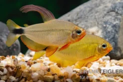 Procyon-Salmler, Hyphessobrycon procyon