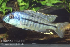 Protomelas spilonotus "Mbenji", DNZ