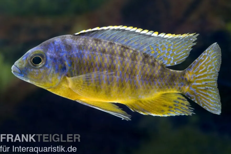 Protomelas steveni "Tiger"