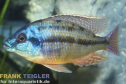 Protomelas taeniolatus boadzulu "Red Empress"