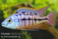 Protomelas taeniolatus "Boadzulu", 4-5 cm