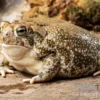 Präriekröte, Bufo cognatus