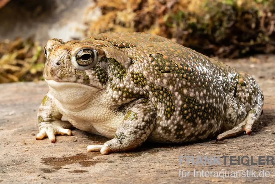 Präriekröte, Bufo cognatus
