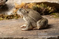 Präriekröte, Bufo cognatus