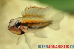 Psammophila-Zwergbuntbarsch, Apistogramma psammophila