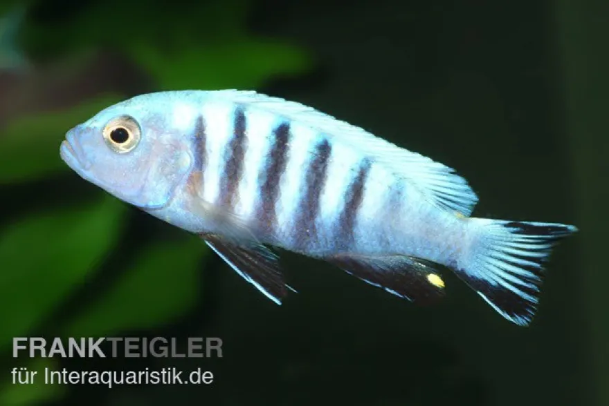 Pseudotropheus kingsizei maingano (Metriaclima pulpican), 3-4 cm DNZ