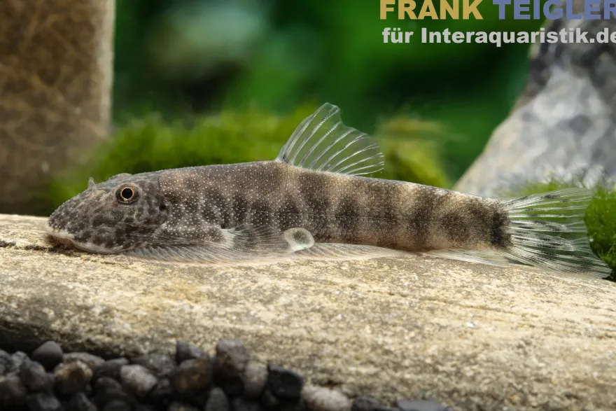 Psiloetron Flossensauger, Gastromyzon psiloetron (PREIS)