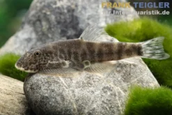 Psiloetron Flossensauger, Gastromyzon psiloetron (PREIS)